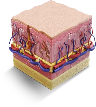 Diagram of collagen remodeling in the deeper layers of the skin
